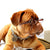 
          
            Why Every Dog Owner Needs a Tag for Their Dog
          
        
